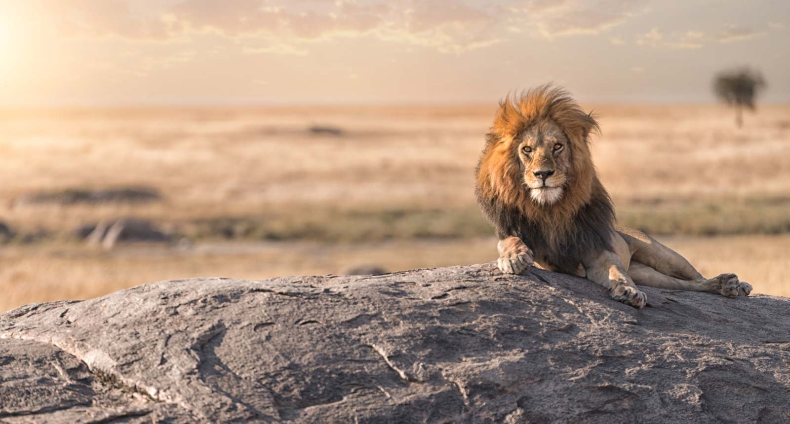 Magical Masai Mara