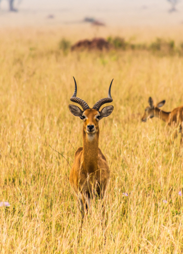 Uganda