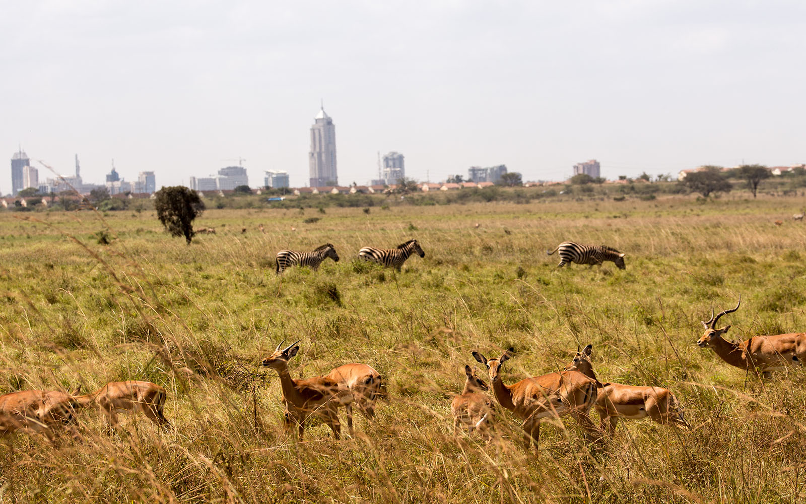 Nairobi City & National Park – Day Tour