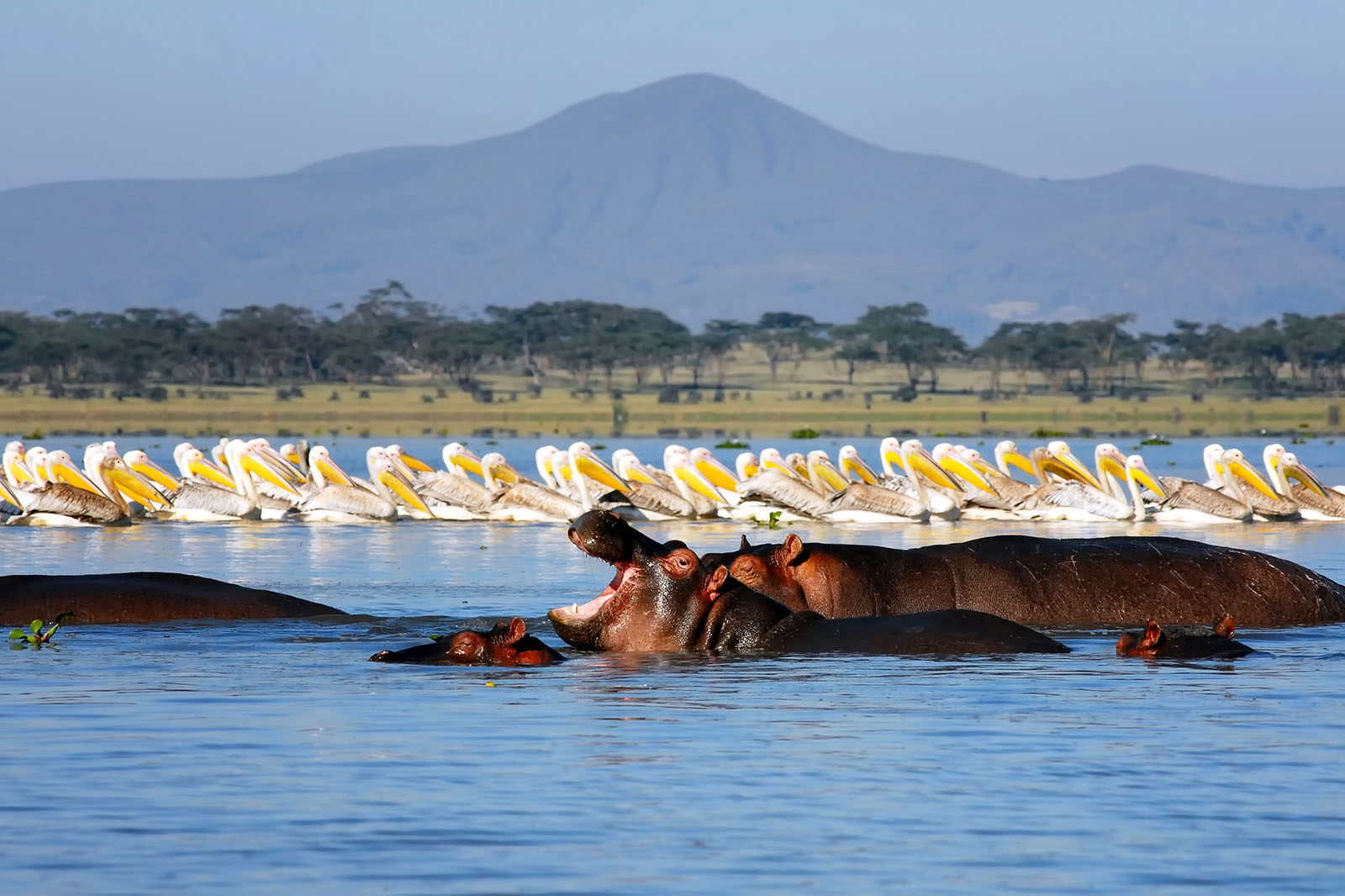 Lake Nakuru /  Naiviasha Safari