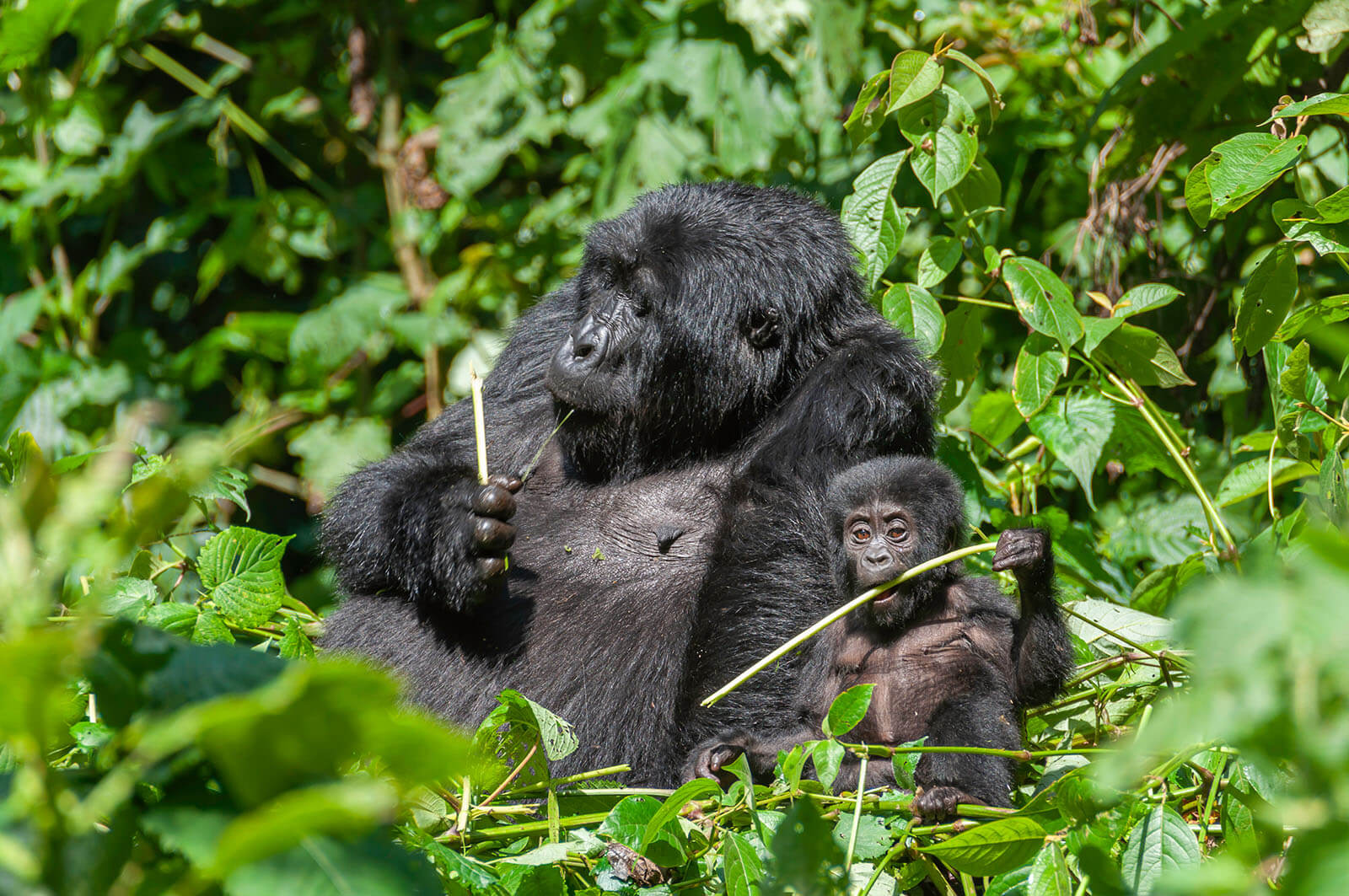 Rwanda Gorilla Trekking Trip