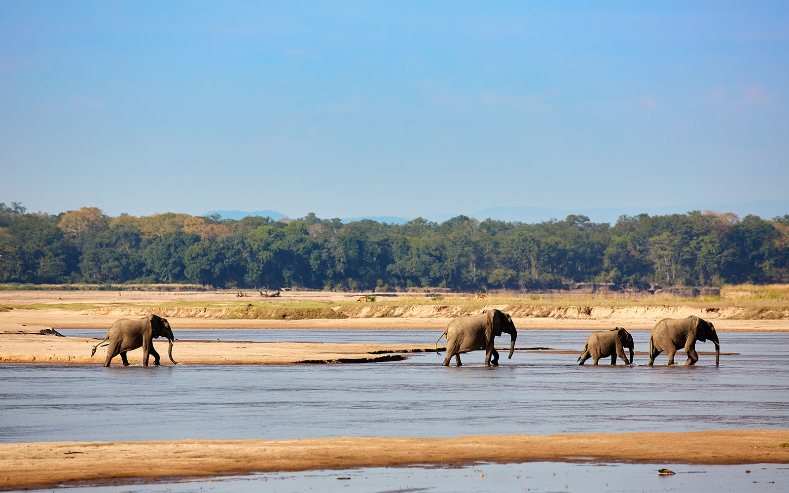 Lilayi with South Luangwa