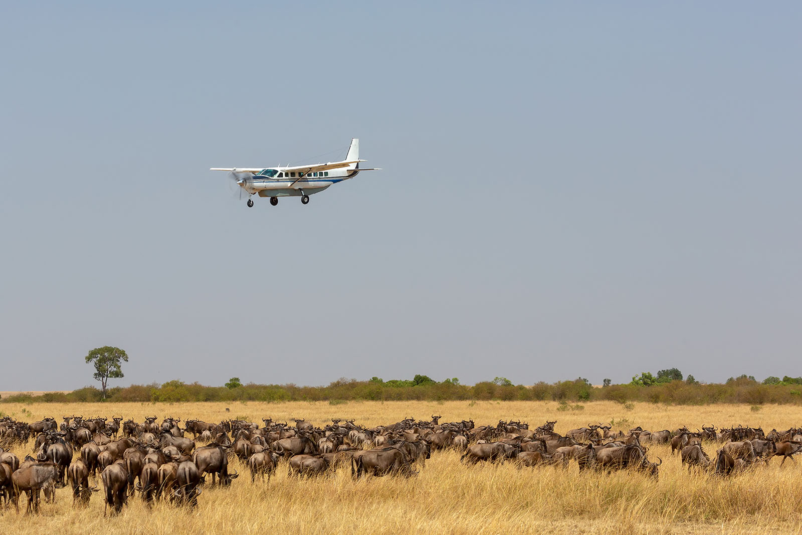 Masai Mara Flying Package