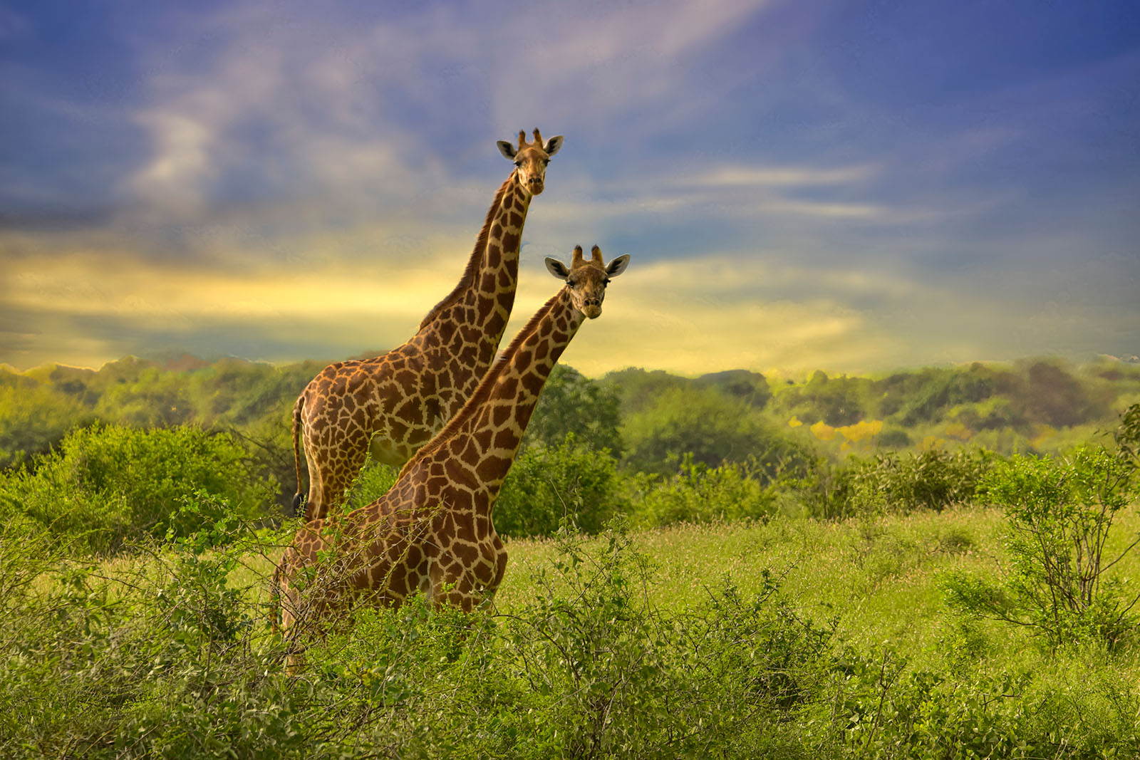 Safari Package for Tsavo East National Park