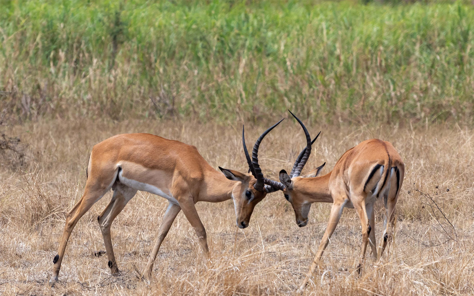 RWANDA AT BEST SAFARI
