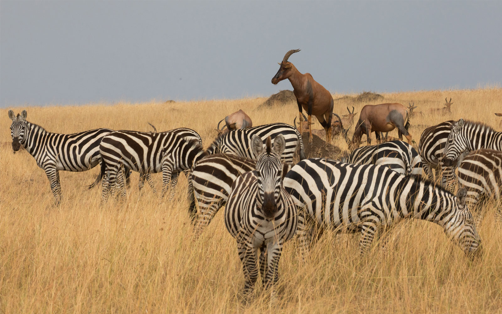 RWANDA AT WILDEST SAFARI