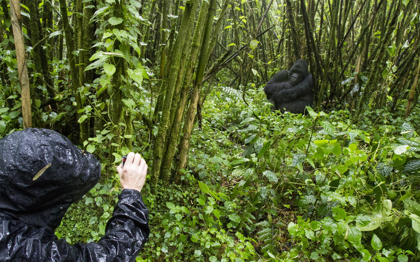 RWANDA GORILLA AND WILDLIFE SAFARI