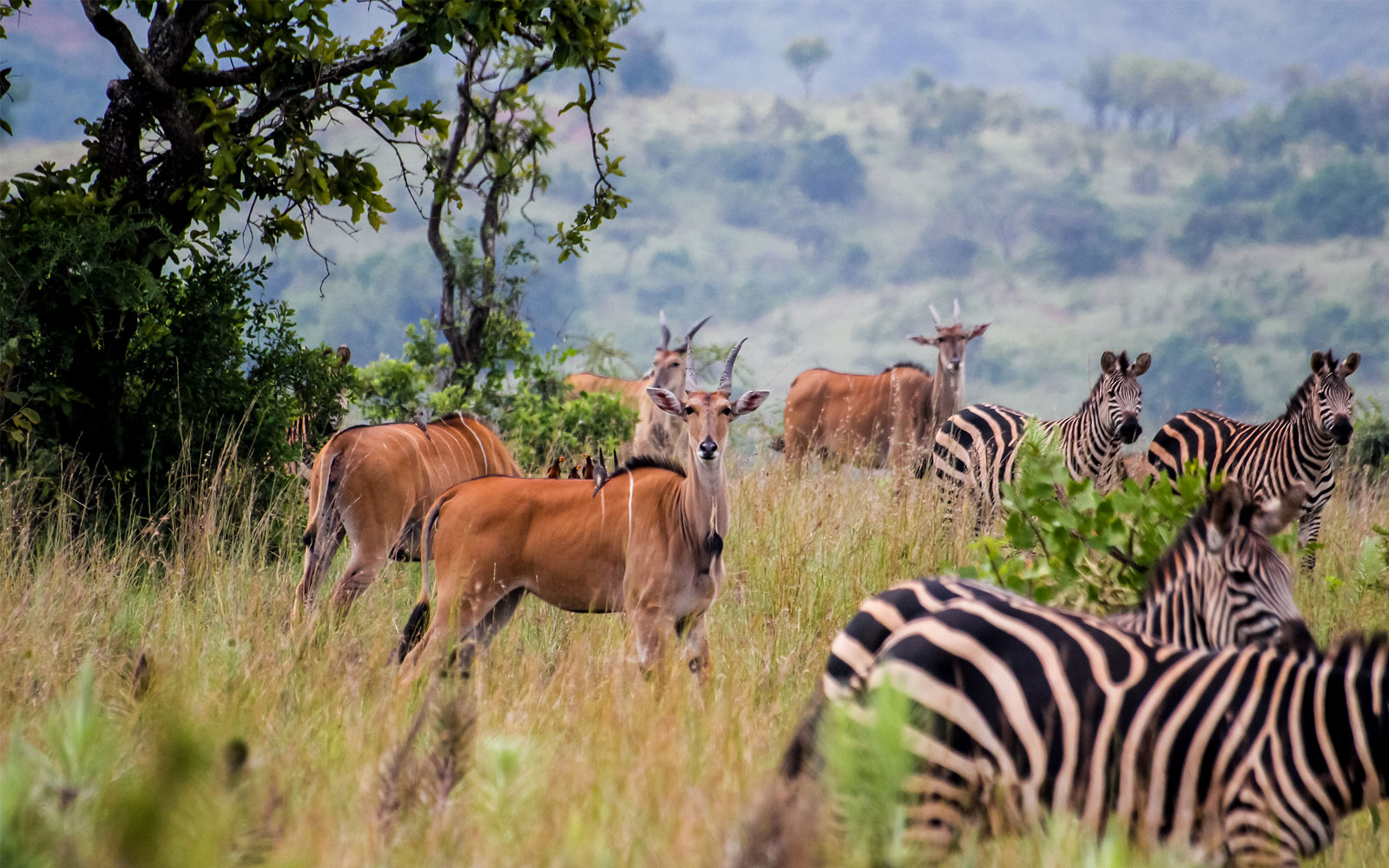 RWANDA SAFARI