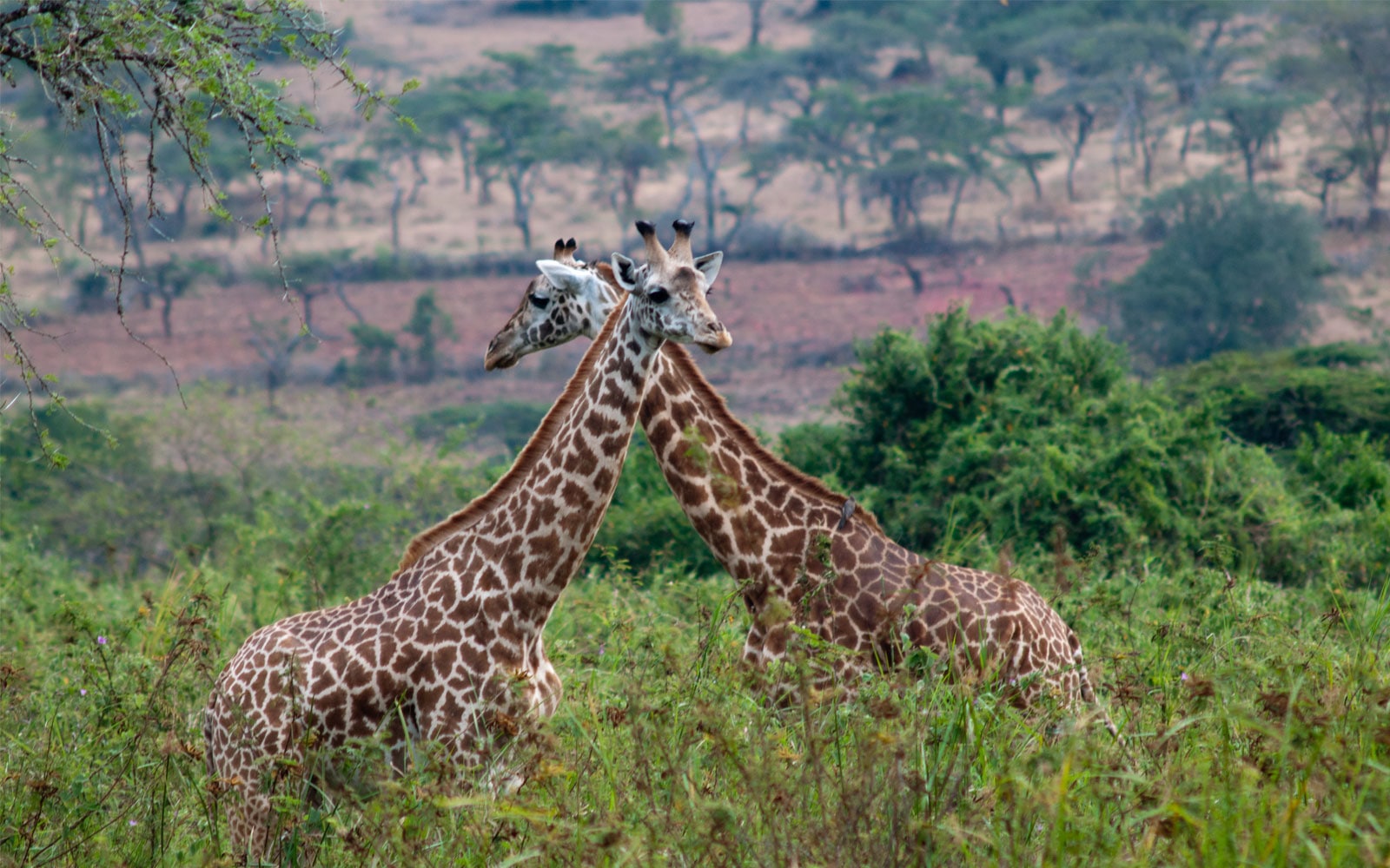 RWANDA WILDLIFE SAFARI