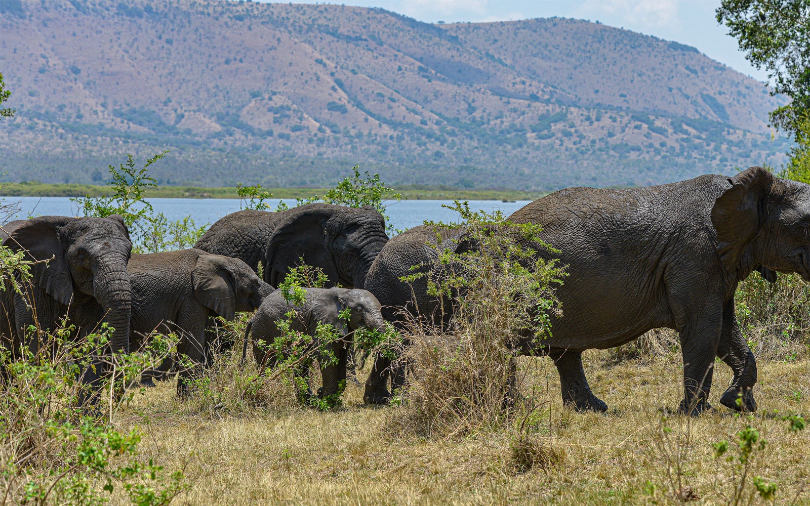 RWANDA YACU SAFARI