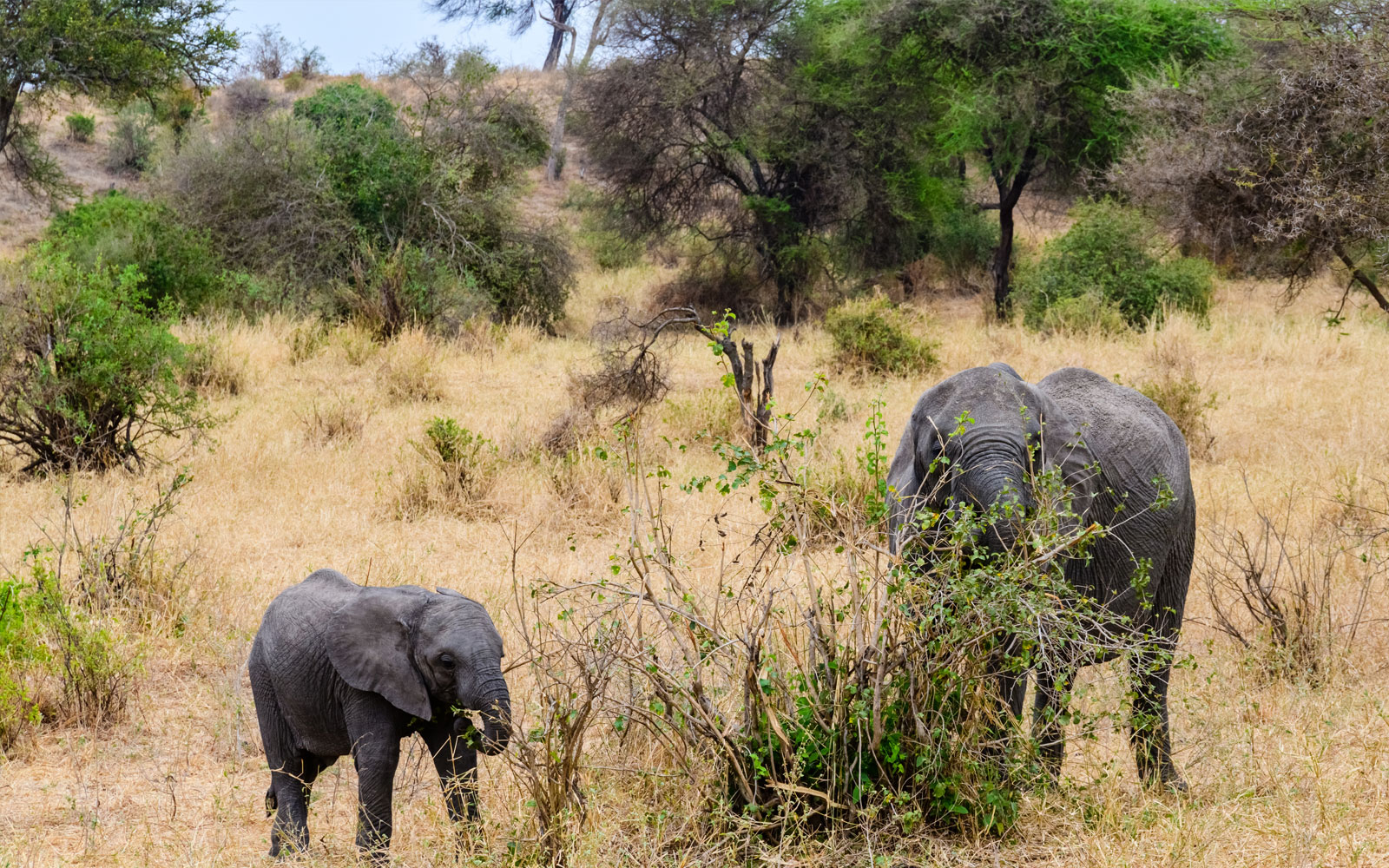 Tarangire –Serengeti -Ngorongoro Safari