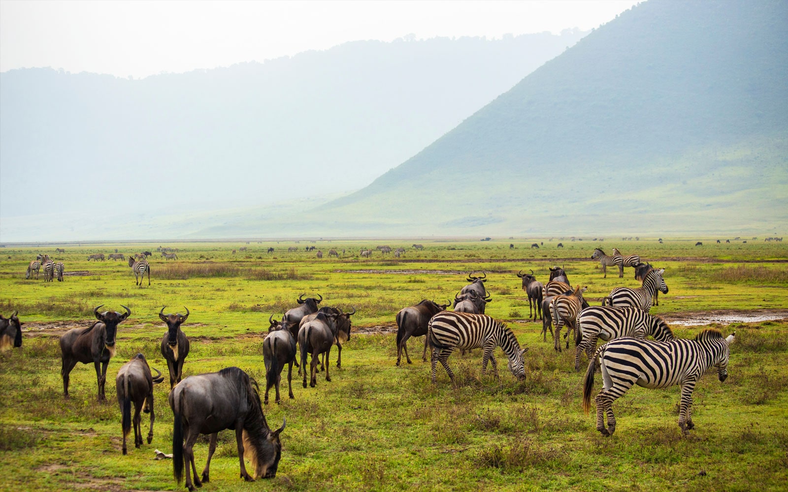 Tarangire Ngorongoro Safari