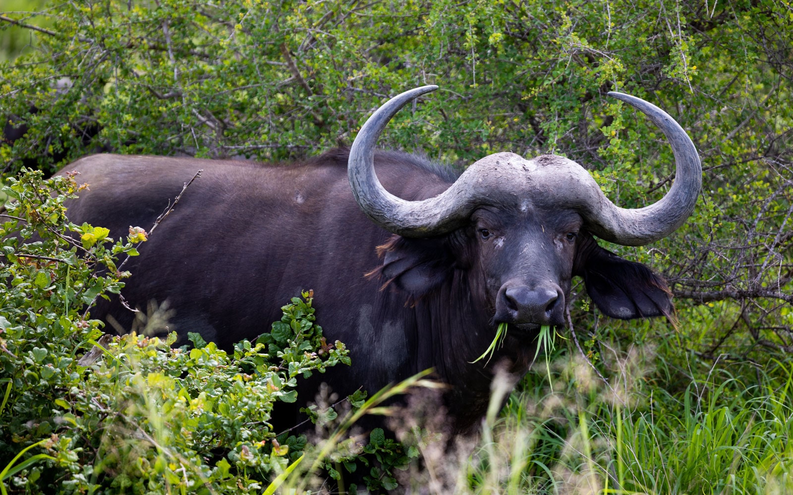 Cape with Kruger
